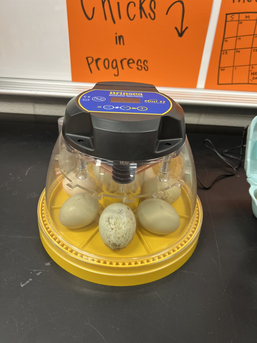 The countdown is on, Chicks are in progress here at STM!!  <a href="/SterlingMiddle1/">Sterling MS</a> #futurescientists