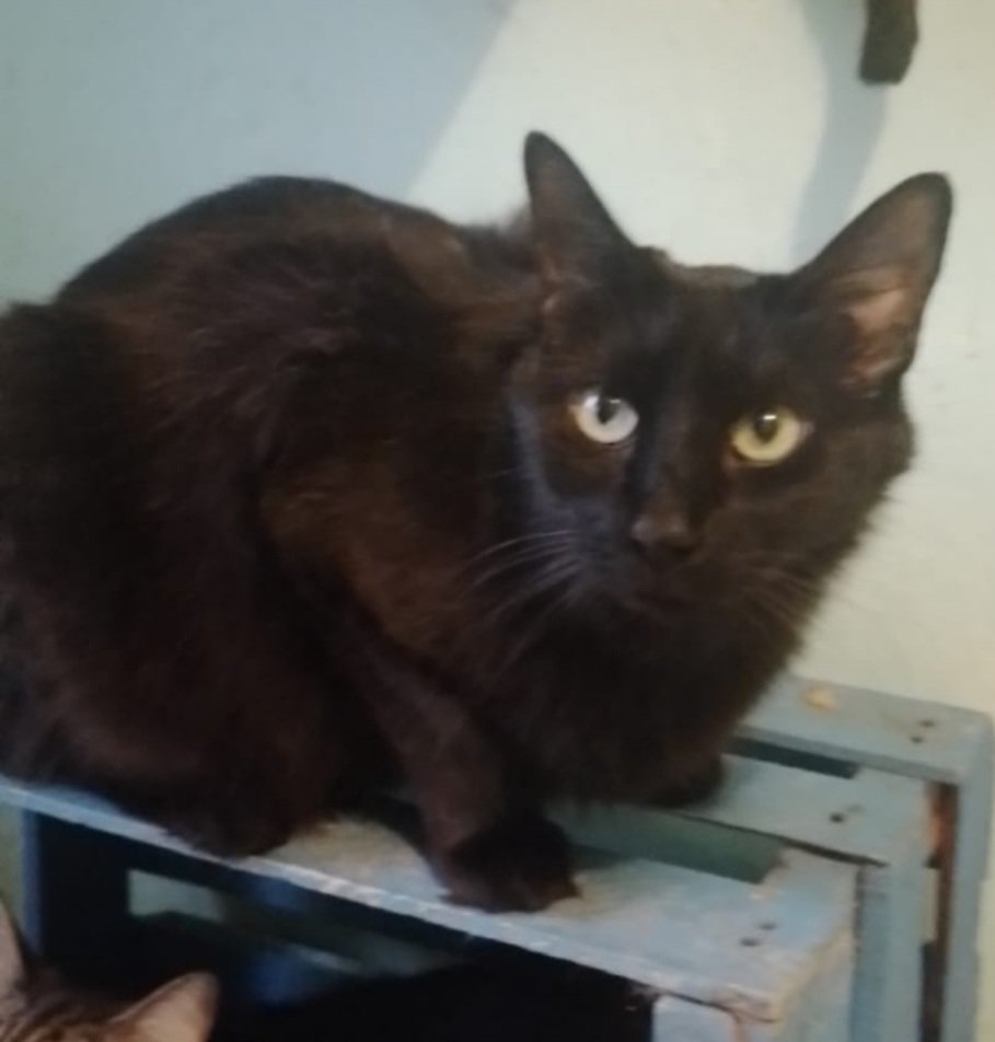 Dcyon's tweet photo. Me Ayudas? Comparte x fa #BuscoCasita #OptaPorAdoptar #AdopcionResponsable #Michi #gatos #CDMX Hembra 2 años #Esterilizada #Vacunada Info #WhatsApp 5555040979 https://t.co/VynYRqeTU4