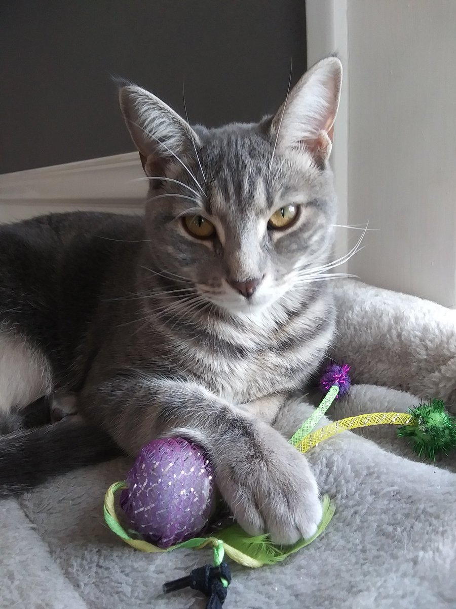 amanda_gleckler's tweet photo. Happy birthday to my sassy, Miss Piper!! 🥳 She is 2 today. #happybirthday #birthday #cats #catsofinstagram #cats_of_day #cat #petlover #petlovers #instagram #instadog #instacats #catmemes #catvideo #adoptdontshop #greycatsofinstagram #greytabby #tabby #happy #instareels #memes https://t.co/xuvwmSmC39