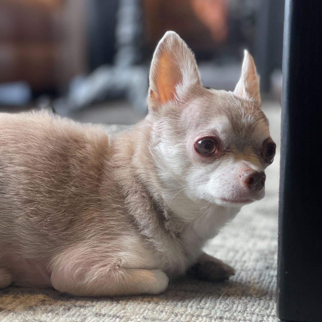 Happy #NationalPetDay from our resident marketing dog, Archer. He may not have a keyboard, but he sure knows how to capture our hearts with his wagging tail and furry cuddles!
