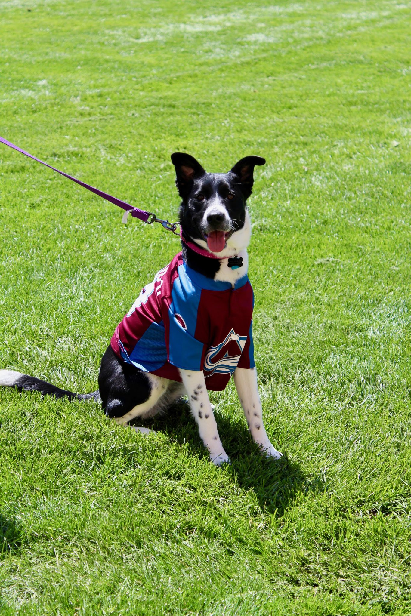 dawg-nation-hockey-on-twitter-today-is-nationalpetday-so-please