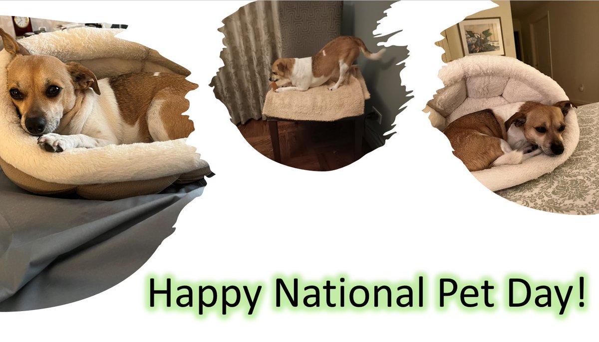 JPTepperMS's tweet photo. Happy #NationalPetDay! Today we celebrate the joy and love Jax brings into our lives. He is family to us and brings unconditional love and companionship. https://t.co/jcFPKgBjZm