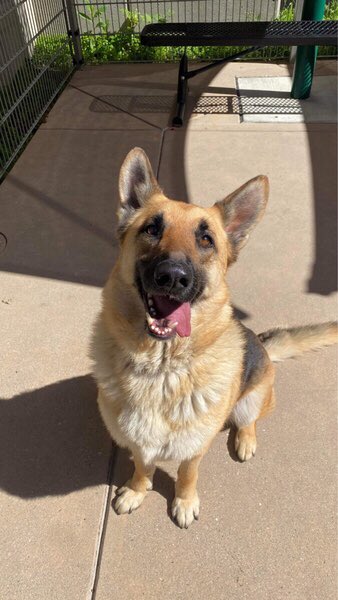 🆘IMMINENT EUTHANASIA🆘

I’ve been networking Malcom beautiful #gsd 3yo to rescues & no one seems to want save his life😫 #RescueOnly bc fearful❤️‍🩹 

I can pull him if there is a committed long term #foster 🙏🏼No other dogs
Pls let’s give him a chance
petharbor.com/pet.asp?uaid=C…
ID