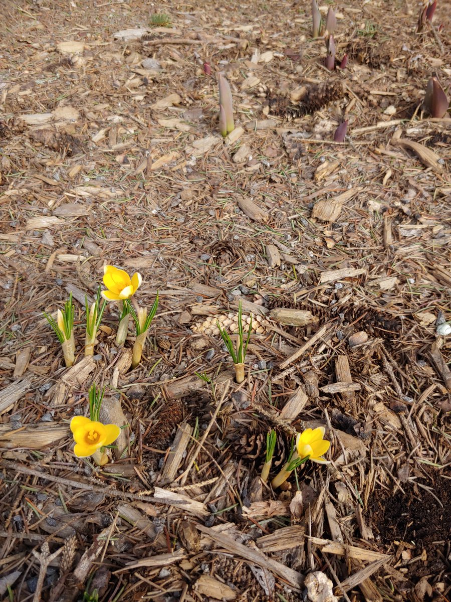 GUA Grade 1 Mrs. Hudon tweet media