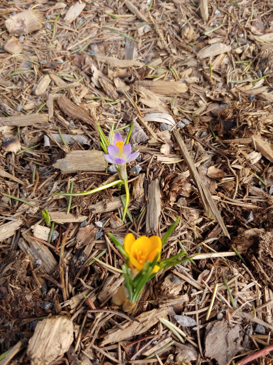 GUA Grade 1 Mrs. Hudon tweet media