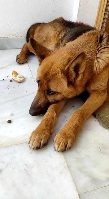 SilviaMylo's tweet photo. Arya tiene año y medio y es muy buena, está sana.
La tiene una señora mayor que no puede quedarse con ella 😢
Cree que tiene una familia cuanto dolor para esta joven perrita cuando sepa que tiene que irse de su casa 💔
Pueblo de Huelva
665 79 20 43
722 134 197
😢 🆘 📢 📢 📢 📢 https://t.co/DclsH1Wbr7