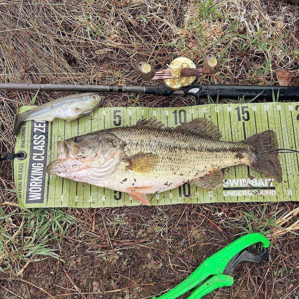 LeviathanRods's tweet photo. Huge congrats to @fishing_with_the_joneses on their first Citizen 7 fish! 🗽🗽 She’s a healthy one! 🎣🎣
.
.
👉 https://t.co/7nP0JJgfdN 👈
.
.
.
.
#leviathanrods #customrods #swimbaitrod #swimbaituniverse #swimbaitculture #bigswimbaits #bigbaits #bigbait… https://t.co/1baVzXO0Kb https://t.co/WsBk83nX4B