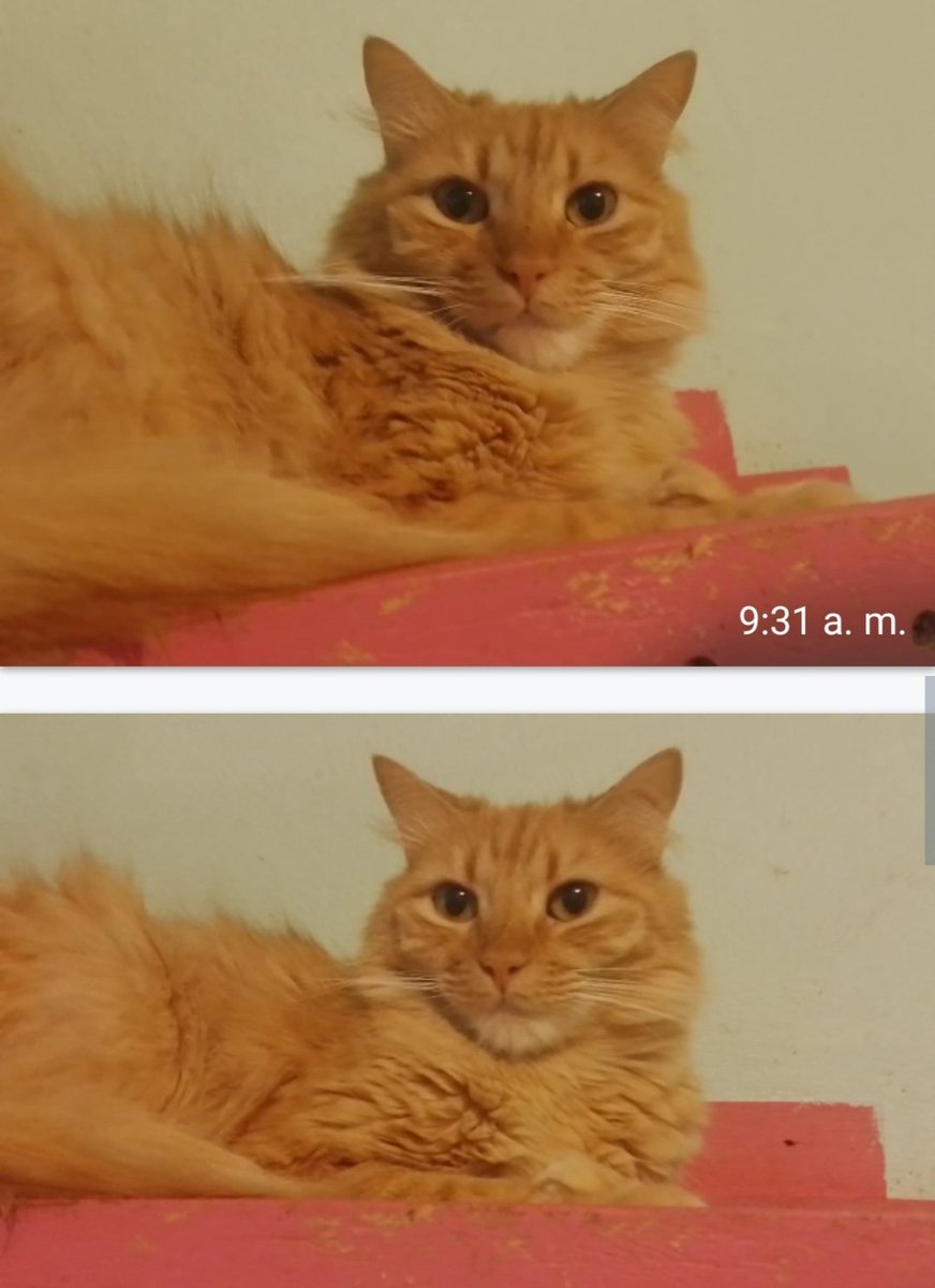 Dcyon's tweet photo. Me Ayudas? Comparte x fa #BuscoCasita #OptaPorAdoptar #AdopcionResponsable #Michi #gatos #CDMX Hembra el ginger 2 años, Hembra #Esterilizada #Vacunada Info #WhatsApp 5555040979 https://t.co/oRBa66JGTW