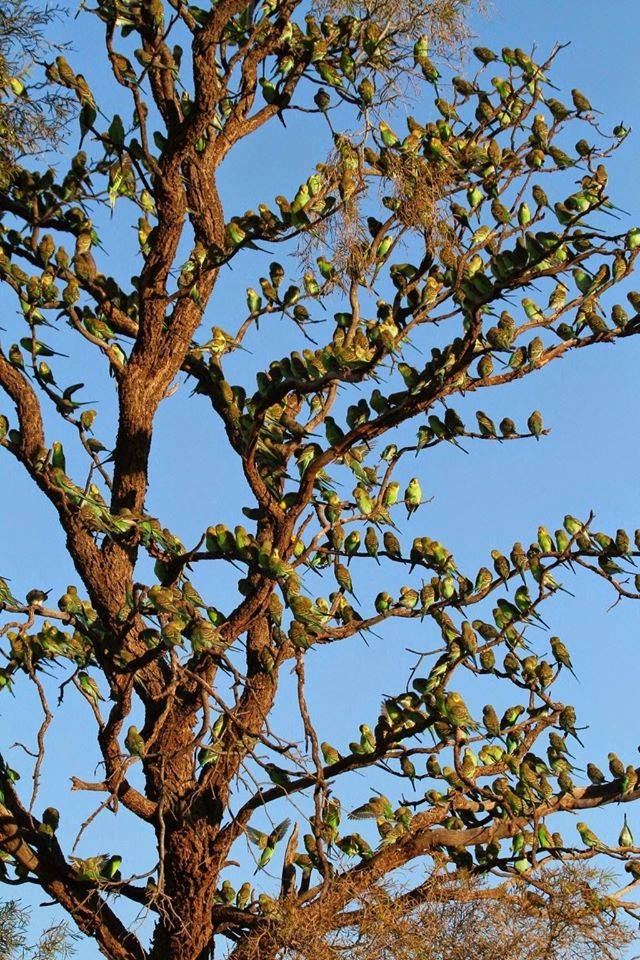 Un árbol repleto de periquitos