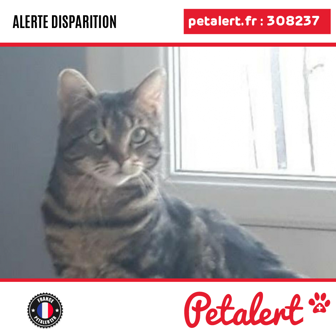 petalert_france's tweet photo. Disparu #Chat #MeurtheEtMoselle #Atton #Petalert  #PetAlert54 / https://t.co/E1vYOSQfT2 https://t.co/cLbnFYyPx1