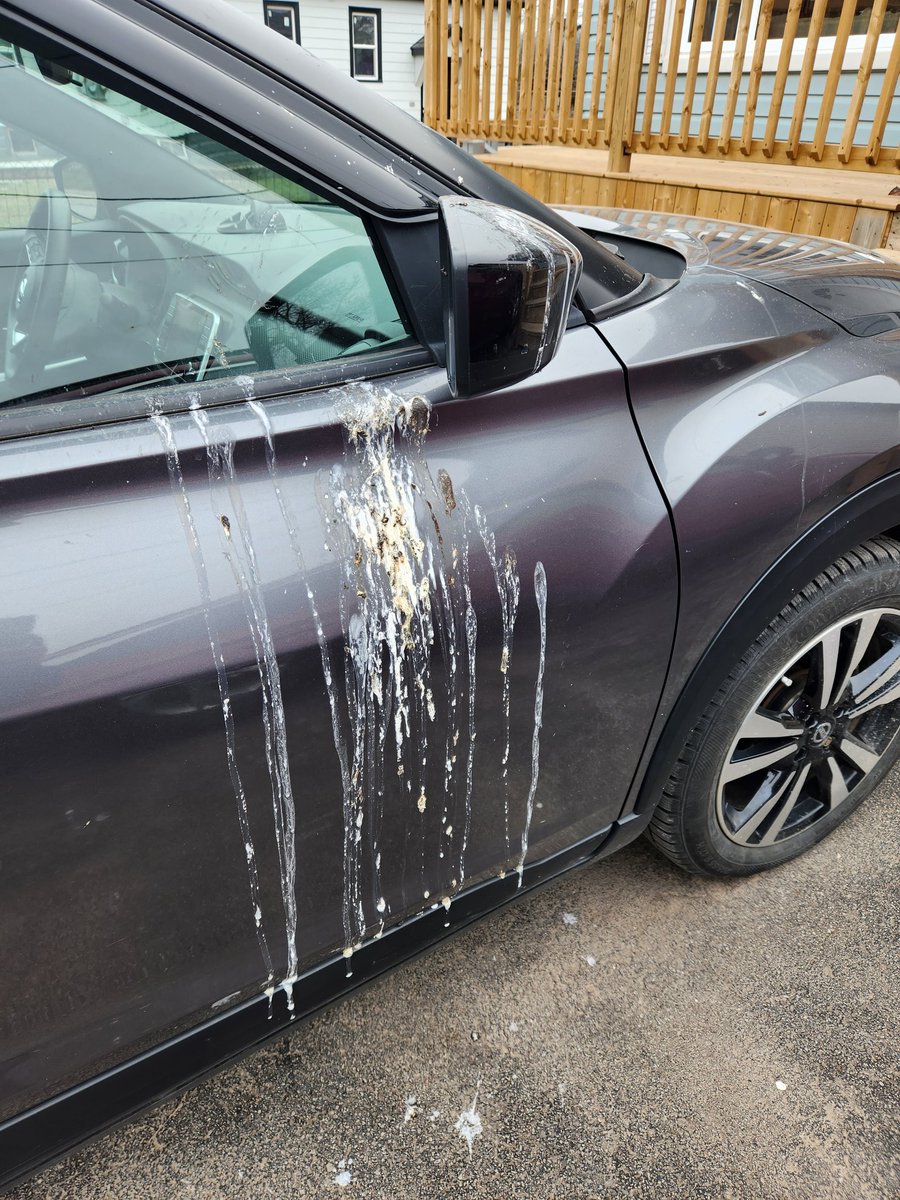 bibrary's tweet photo. Okay, tweet peeps, how do you keep a bird off your vehicles? There are no nests around the house, and it doesn't matter if we park in the driveway or on the road.

He's just an asshole who likes to use our mirrors for toilets. 😡

#birdproblems #birdshit #assholebird #pleasehelp https://t.co/VXMU2e597N