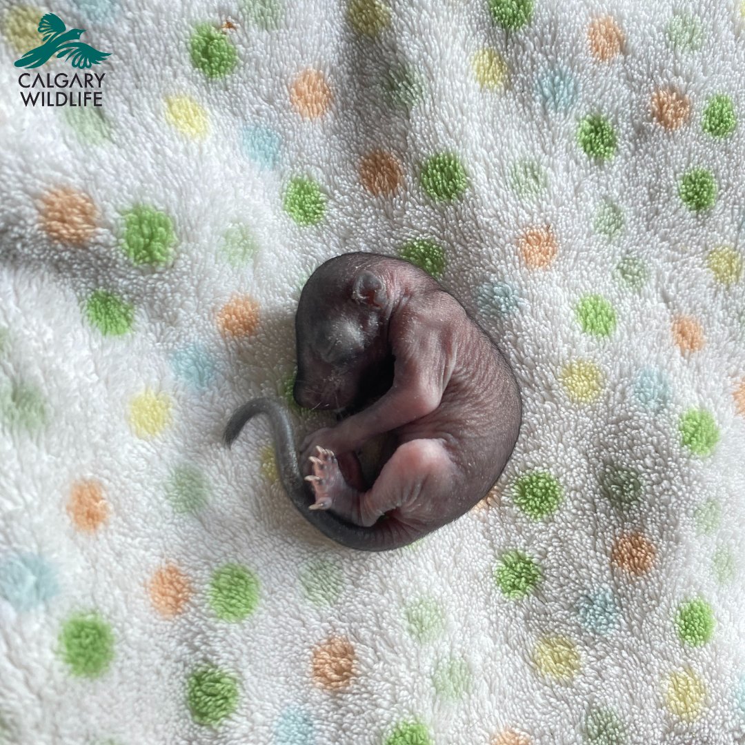 CalgaryWildlife's tweet photo. In the past day we've received 3 separate litters of kits, orphaned during tree trimmings. Please remember to check hollow cavities/messes of grass in the branches before you trim. You'll be giving baby the best chance at survival &amp; saving wildlife rehab centre crucial resources. https://t.co/c3NxJJqVtT