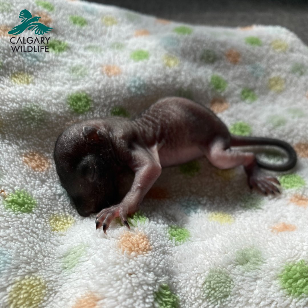 CalgaryWildlife's tweet photo. In the past day we've received 3 separate litters of kits, orphaned during tree trimmings. Please remember to check hollow cavities/messes of grass in the branches before you trim. You'll be giving baby the best chance at survival &amp; saving wildlife rehab centre crucial resources. https://t.co/c3NxJJqVtT