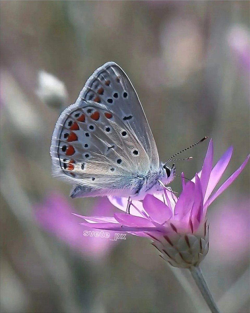 Believe (@chimae_all) on Twitter photo 