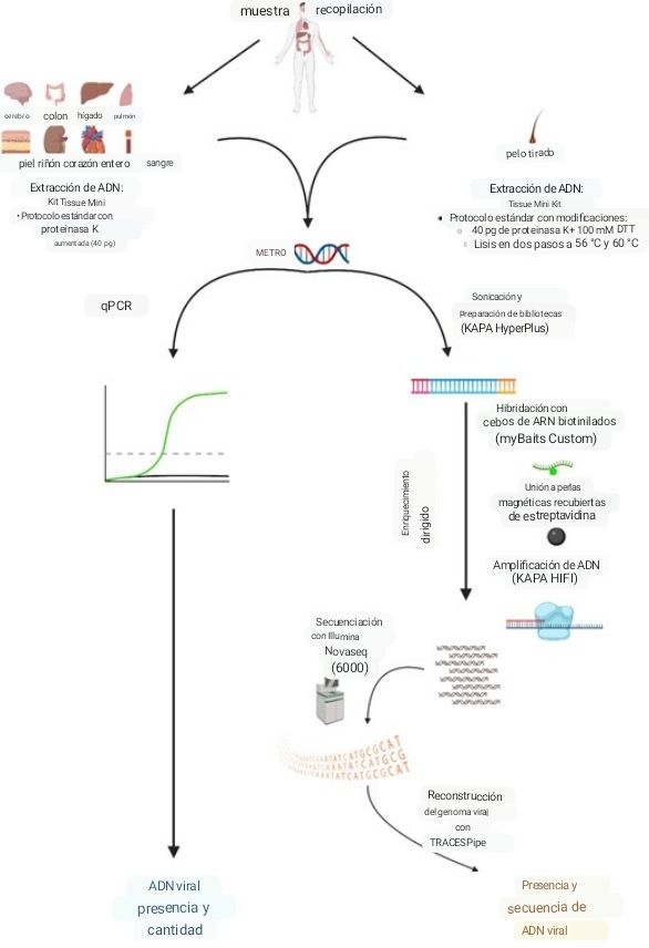 Guty Schnauzer (@guty2370) on Twitter photo ESTE ES EL PRIMER ESTUDIO DEL MUNDO que mapea ampliamente los escondites de varios virus en nuestro cuerpo.
👀Revela que incluso el cuerpo de una persona sana contiene una enorme colección de virus o viroma.
Brillante!!💎 <a href="/awesome_viruses/">Virus infections and immunity</a>
<a href="/MaFePerdomoC/">Maria Fernanda Perdomo</a> ESTE ES EL PRIMER ESTUDIO DEL MUNDO que mapea ampliamente los escondites de varios virus en nuestro cuerpo.
👀Revela que incluso el cuerpo de una persona sana contiene una enorme colección de virus o viroma.
Brillante!!💎 <a href="/awesome_viruses/">Virus infections and immunity</a>
<a href="/MaFePerdomoC/">Maria Fernanda Perdomo</a>
