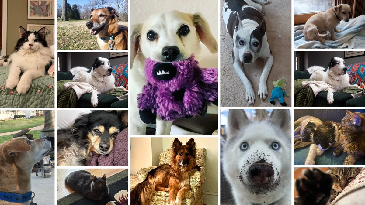 Here are some of STLPR's furry friends, happy #petday.❤️