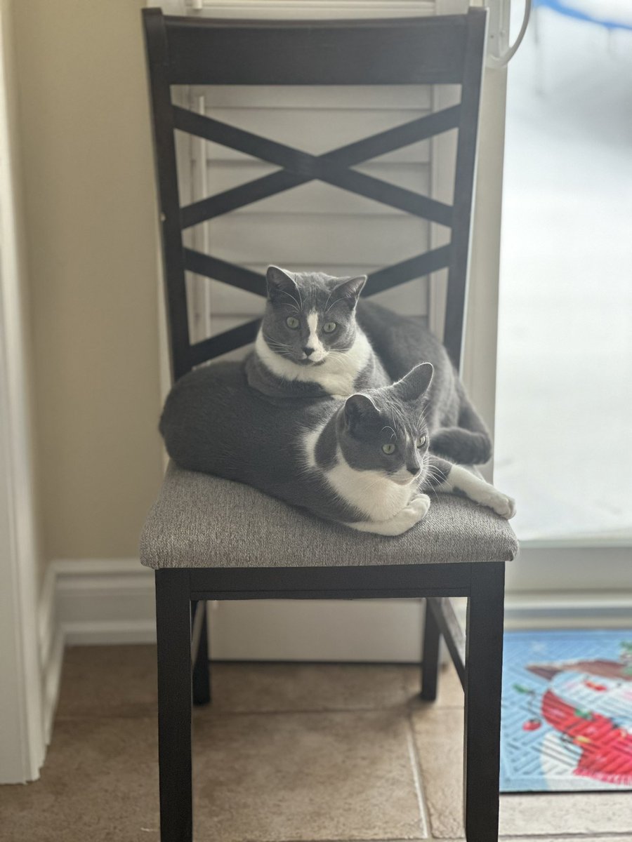 AnnaRCocco's tweet photo. #NationalPetDay https://t.co/Q6NiwqOhLI