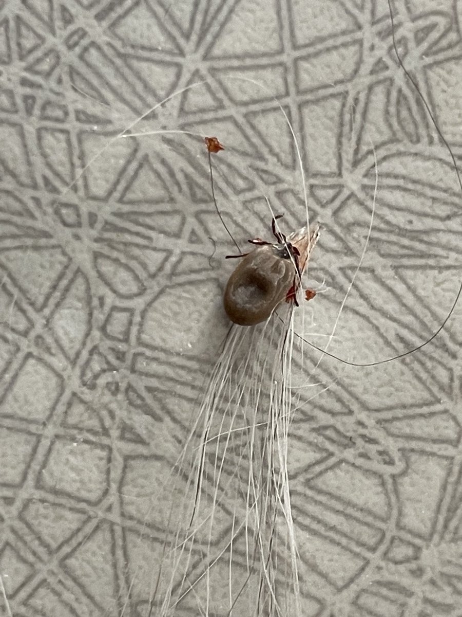 drtightline's tweet image. And so it begins #tickTime