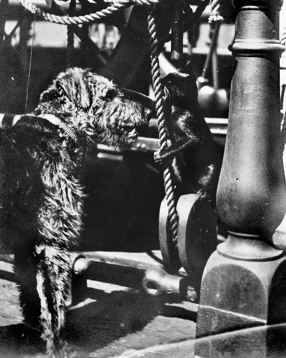 SFMaritimeNPS's tweet photo. A meow-ritime photo: Shipboard friends Peter (dog) and Morgan (cat) circa 1910. Likely pets of Captain P.H. Petersen. Is Morgan petting or swiping at Peter's head? You decide! #HappyNationalPetDay! 🐶🐱⛵️⚓

#BestFriends #SanFrancisco #BayArea #MaritimeHistory #Archives https://t.co/ZyVw44Al2H