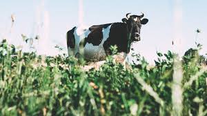 Mammalian toxicology of organophosphorus pesticides tandfonline.com/doi/abs/10.108… 

Talk to CBT about a safer alternative