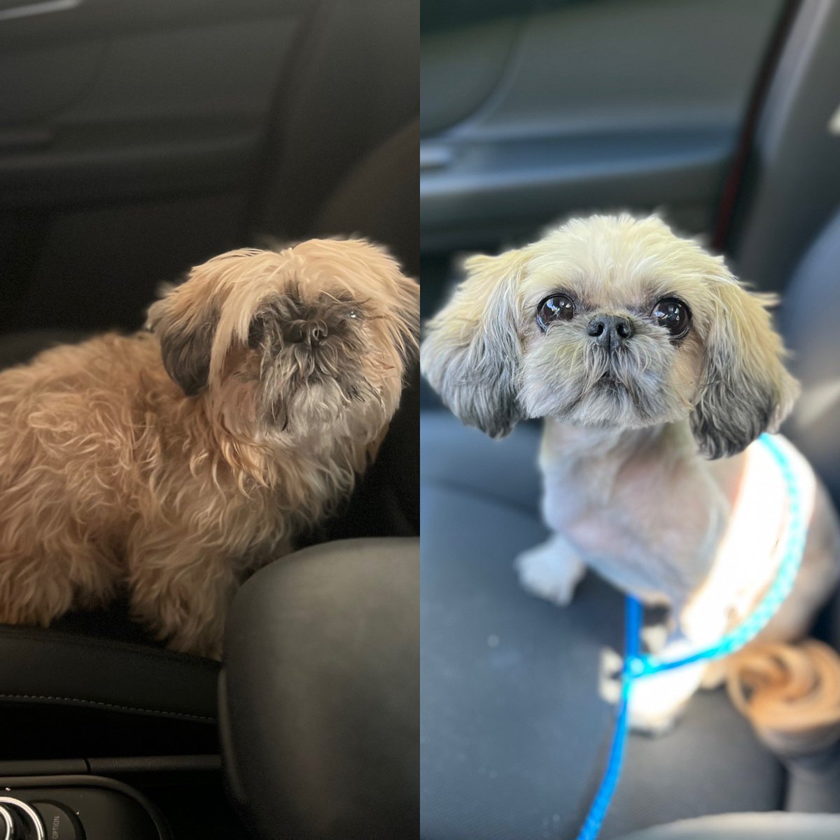 IB_Hack_Attack's tweet image. The little snuggle bunny after getting her new spring do.  She’s not happy with me, but she’s still a cutie 🐾