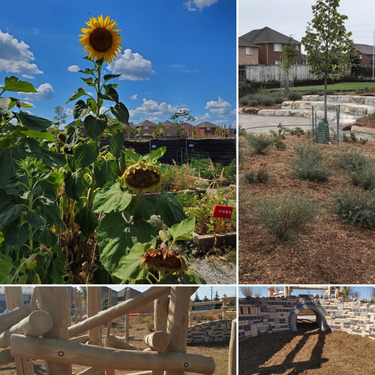 SOULandCare's tweet photo. Irma Coulson Public School in Milton, ON, transformed their school grounds into a nature-rich play and learning environment to benefit students, the wider community and other beings.

The site is one of SOUL's 2022 #GreenerGreenspaces!
Read about it here.
https://t.co/NWqMROOWRv https://t.co/39uEEjGgz2