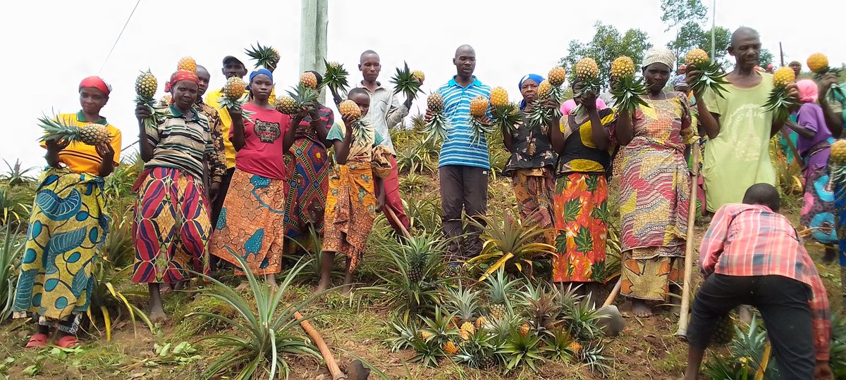 BwizaRadio's tweet photo. #Burundi Umukuru wa zone Benga #Adalbert_Ndayisaba yifadikanije n'abanywanyi ba koperative sangwe #Karunga, @CommuneIsare @BujumburaProv mubikorwa vyo gusoroma umurima w'inanasi. Kabaye n'akaryo ko kubahimiriza ko bokwijukira n'ibindi biterwa kugira bahangane n'umwasi w'ubukene. https://t.co/ChNDgLHzgV