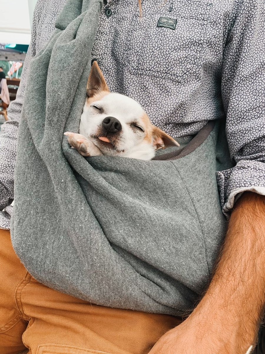 SacCountyCA's tweet photo. Today is #NationalPetDay! National Pet Day is the perfect opportunity to think about what can be done to make your fur friend's life even better.
Take a look at a few of our County fur friends and make sure to share yours!
For tips on pet care: https://t.co/RH4ywdqje6 https://t.co/V4p9xOCLev