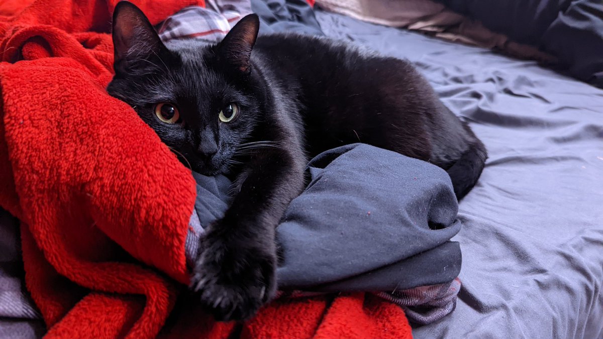 Tibbolitical tweet media