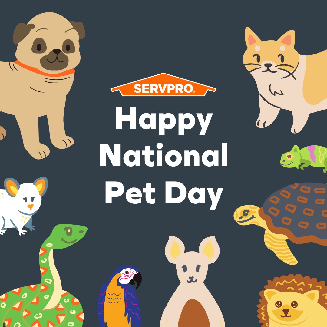 Pawsitively celebrating National Pet Day 🐾 Today and every day, we're grateful for the furry friends who bring love, joy, and comfort to our lives 💕