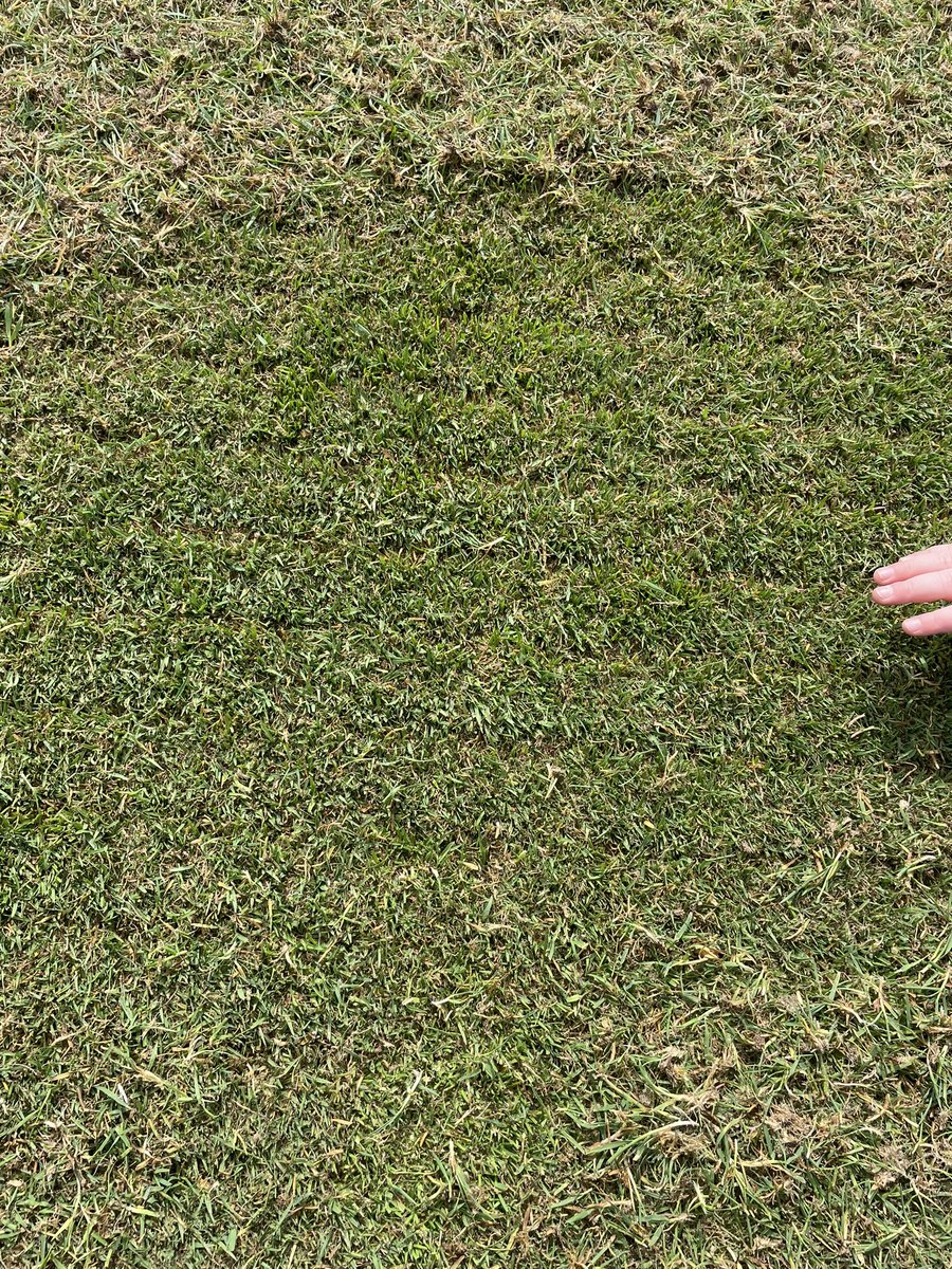 cschellerturf's tweet image. And the aftermath…. Along with the little hand of my third and most important assistant