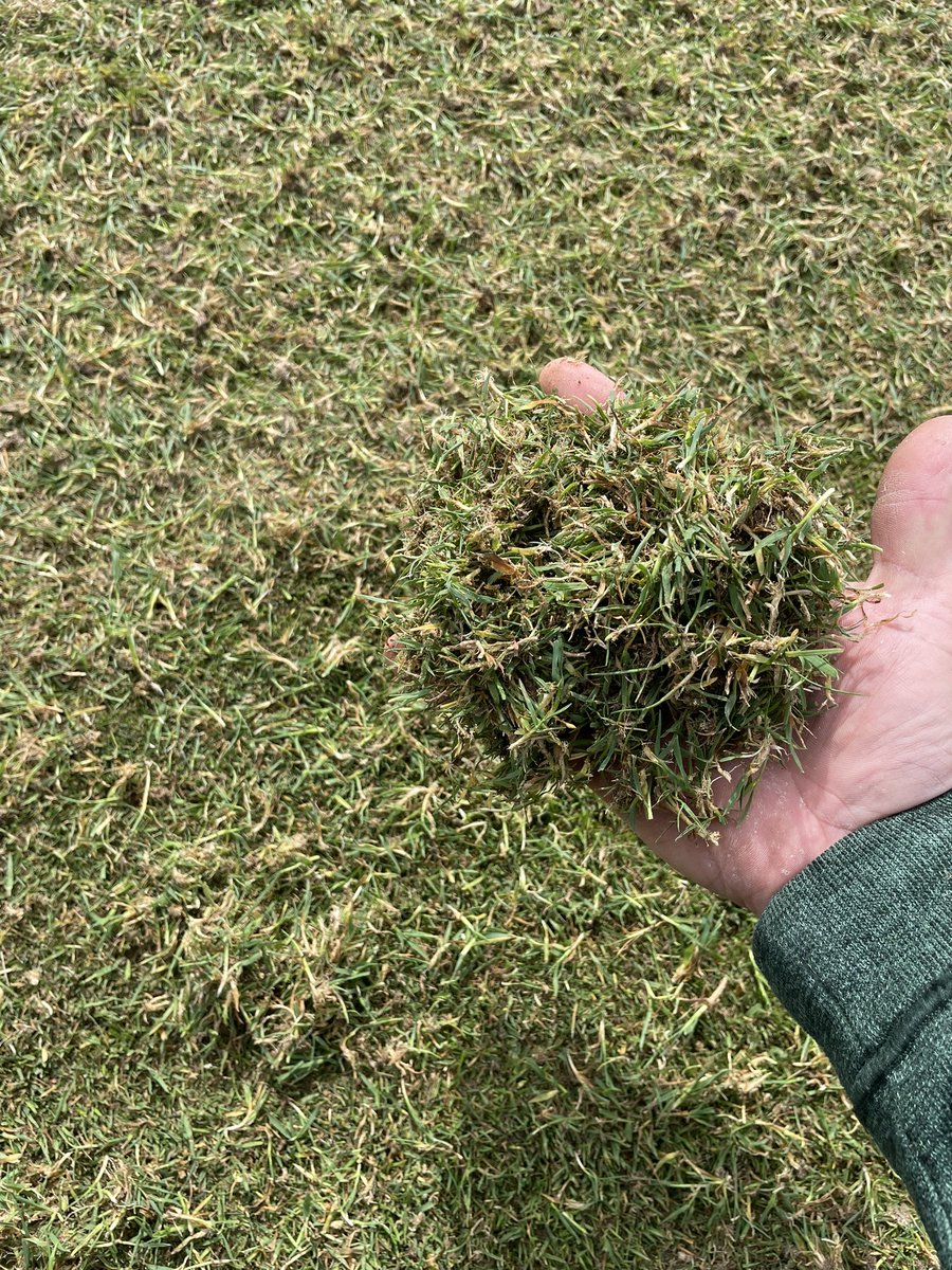 cschellerturf's tweet image. And the aftermath…. Along with the little hand of my third and most important assistant