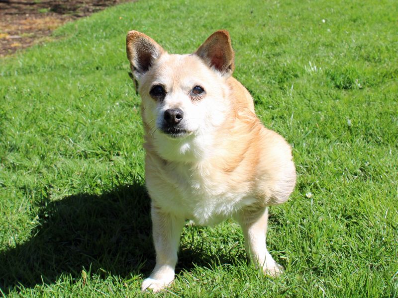 URGENT, please retweet to help Chelsea find a LONG TERM FOSTER home #LIVERPOOL #UK Aged 15!! Jack Russell. She has a large tumour on her leg. All vets bills paid by Dogs Trust. She can live with children aged 10+ as the only pet. DETAILS dogstrust.org.uk/rehoming/dogs/…… #dogs