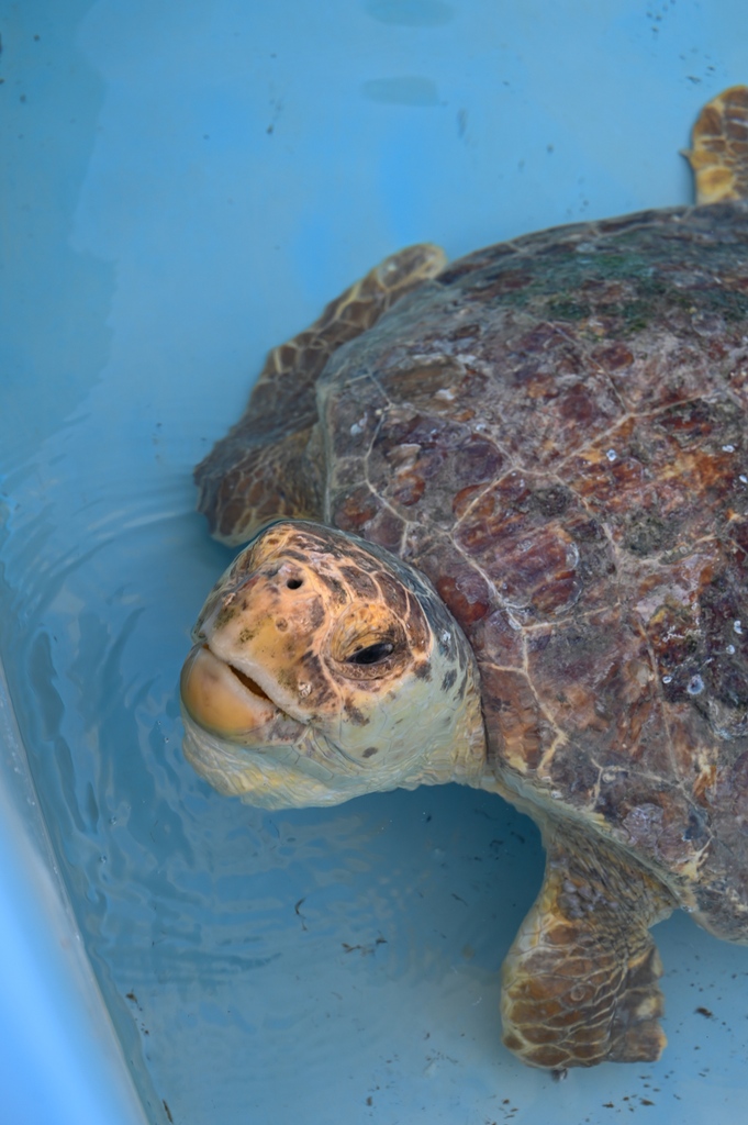 Meet one of our newest sea turtle patients! This debilitated sub adult loggerhead sea turtle that was rescued in Port St. Lucie thanks to our partners at Inwater Research Group! Stop by Loggerhead Marinelife Center this week and visit all of our sea turtle patients 🐢