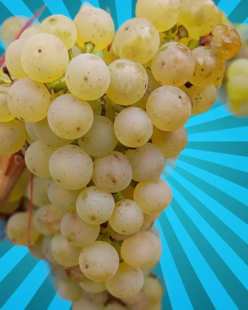 QuietMutiny's tweet image. From Instagram: instagr.am/p/Cq6TIhpBLHW/

The Anticipation of Riesling Grapes at Quiet Mutiny 🍇 Brrr! It's a chilly season here at Quiet Mutiny in Tasmania, but our spirits are high, and we're eagerly awaiting the ripening of our exquisite Riesling grapes! 🥂❄️ While the proce…