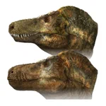 T-REXの常識が変わる？最新の研究でわかったT-REXの顔!