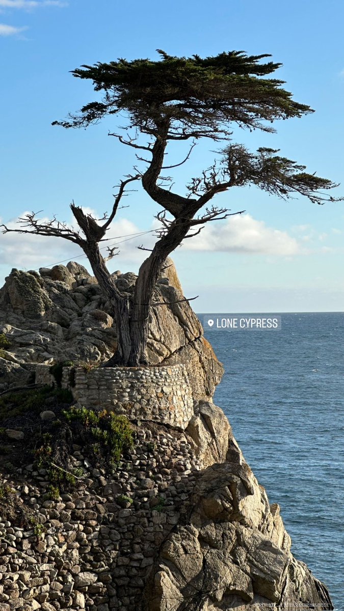 KirtiJalaan's tweet photo. Took the famous scenic #17miledrive and I look at this lone tree and am thinking…
.
.
npm install cypress
#iykyk https://t.co/ExFMFfA12t