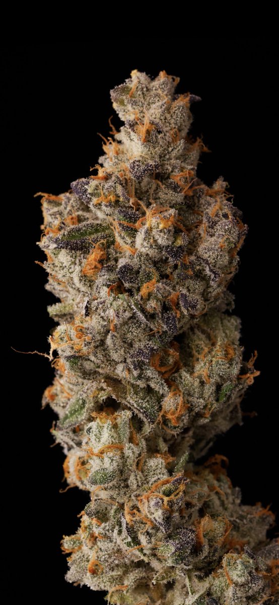 Biscotti x (Zkittlez x Sherb bx1) smelling like candy gas ⛽️ amazingness 🙏🔥