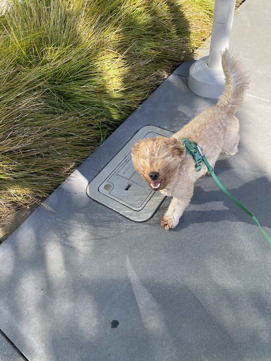 pochidoodle's tweet photo. 強風にも負けない犬の笑顔 https://t.co/GjGeoAhbQq