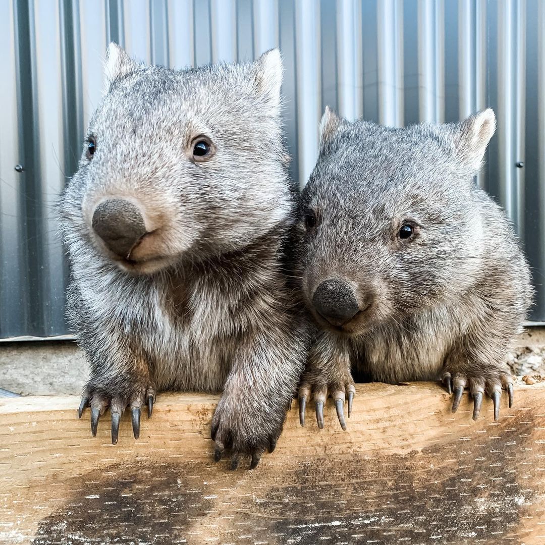 Tag someone you want to take on a wombat-finding adventure. 🐾 When you  find some furry friends, be sure to check out their feet. The second and  third toes of their back