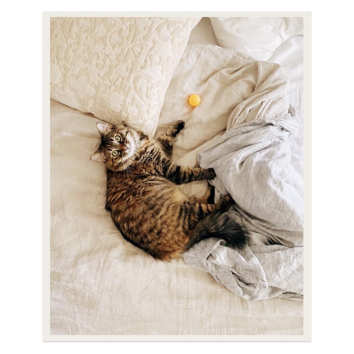 Adrienne Pitts tweet media