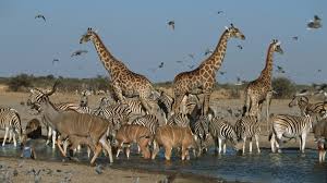 CaraSantaMaria's tweet photo. The smallest and largest creatures make up most of Earth's biomass, surprising study finds.
#Creatures #Animals #Biomass #LargeAnimals #SmallAnimals #BioDiversity
https://t.co/9xY9rHmkTZ @LiveScience https://t.co/ks9jTsSY2j