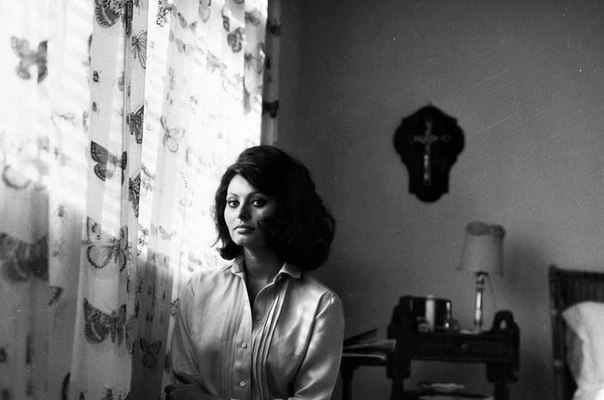 Cauhtli's tweet photo. #sophialoren #PeterBasch https://t.co/aTUiD5tP9J