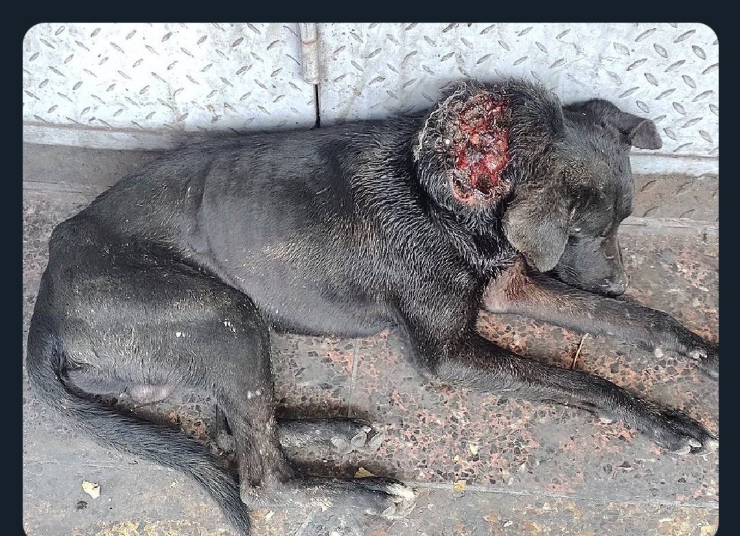 Mary_Jar's tweet photo. Por favor! Mi gente de San Martín! Urge encontrar a esta criaturita. @SomosNevado lo está buscando y no logran ubicarlo. 
Lo vieron subir por Plaza O' Leary. 

Gracias por difundir. https://t.co/WOd6KFbya1