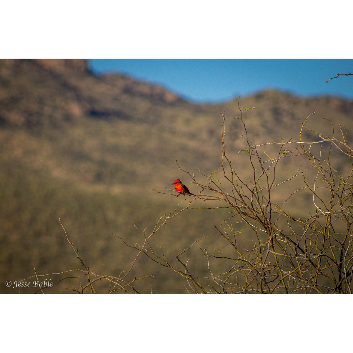 jessebable's tweet photo. The Vermilion Flycatcher’ are small birds who spend most of their time perching in trees, only landing on the ground to catch insects. 🪰 Males are bright red while the females are brown and harder to spot. 

#nature #photography https://t.co/XSxsh1IijT