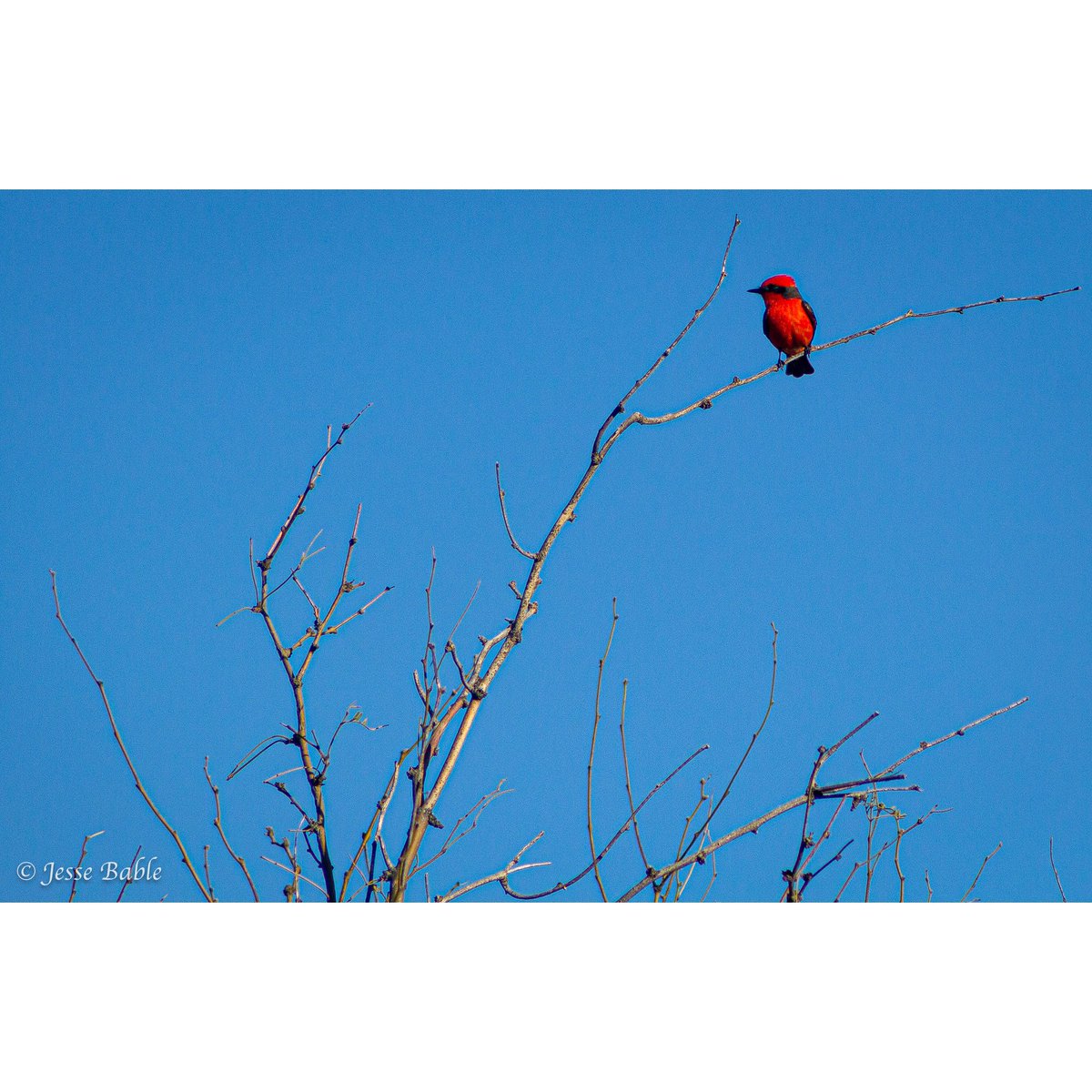 jessebable's tweet photo. The Vermilion Flycatcher’ are small birds who spend most of their time perching in trees, only landing on the ground to catch insects. 🪰 Males are bright red while the females are brown and harder to spot. 

#nature #photography https://t.co/XSxsh1IijT