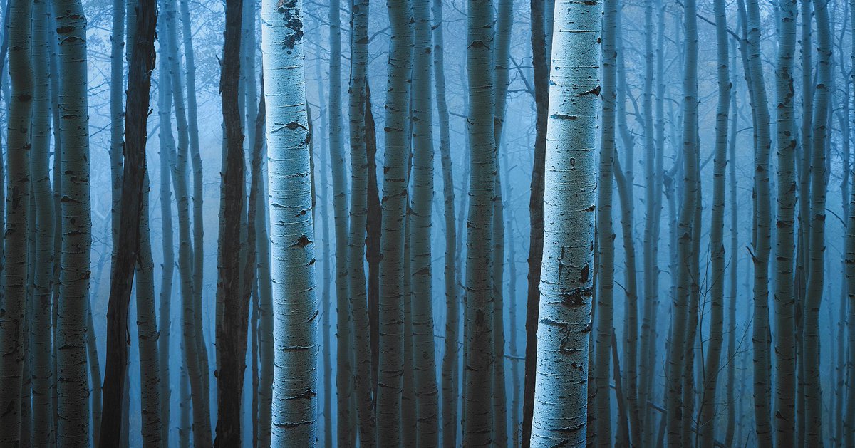 Casey McCallister tweet media