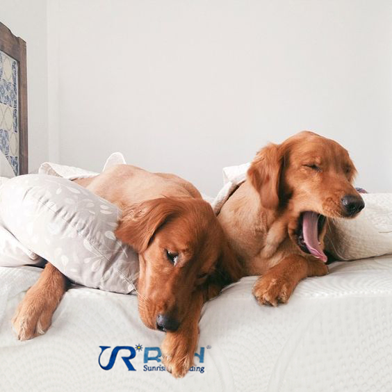sunrisingbed's tweet photo. 😆😆😆Happy National Pet Day! At Sunrising Bedding, we know how important it is to get a good night's sleep - not just for us humans, but for our furry friends too. That's why we offer a range of organic mattresses that are designed to provide optimal comfort and support for you and your pet. Treat your pet (and yourself) to a good night's sleep with Sunrising Bedding! #NationalPetDay #organicmattresses #SunrisingBedding