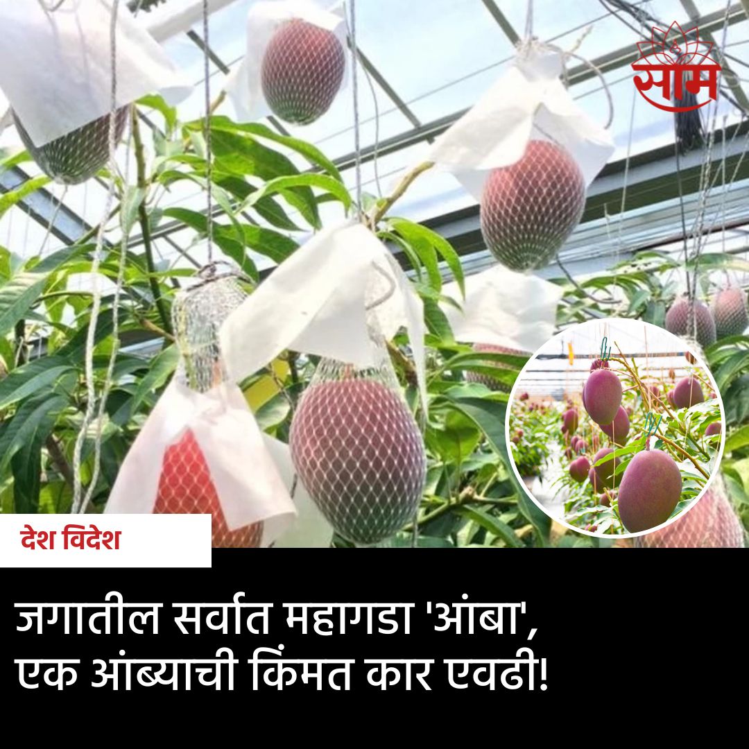 saamTVnews's tweet photo. तुम्हीही अनेक प्रकारचे आंबे पाहिले असतील, पण या आंब्यांमध्ये सर्वात महाग कोणता आहे, याचा कधी तुम्ही विचार केला आहे का? तर आज आपण जाणून घेणार आहोत जगातील सर्वात महाग आंब्याबद्दल https://t.co/YvwRG6MmYL
#mango #expensivefruit #global #marathinews https://t.co/rzcTa9vIAJ