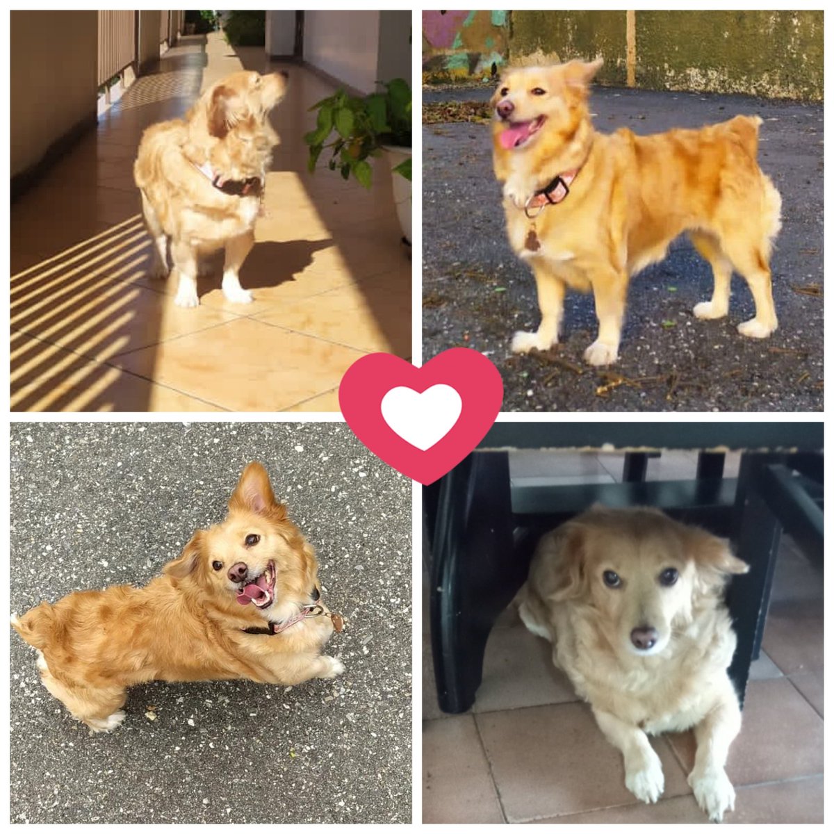 Anny_Castillo_1's tweet photo. Mi hermosa y consentida de casa, arribando a 10 años humanos, de verdad que es una bendición, alegría y ternura de casa. Amor puro. La queremos, amamos. En espera de que nos acompañe muchos años más https://t.co/n14w70ZbOQ